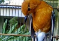 ciri-ciri-burung-anis-merah-kurang-birahi