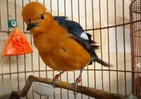 pantangan-anis-merah