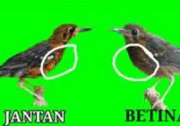 perbedaan-anis-merah-jantan-dan-betina-trotol