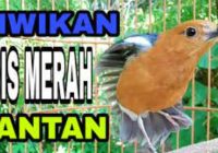 perbedaan-ngeriwik-anis-merah-jantan-dan-betina