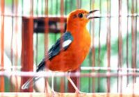 suara-yang-disukai-anis-merah