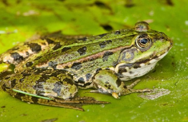 Apakah-katak-memiliki-tulang-belakang