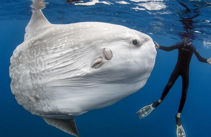 ikan-fertilisasi-internal-atau-eksternal