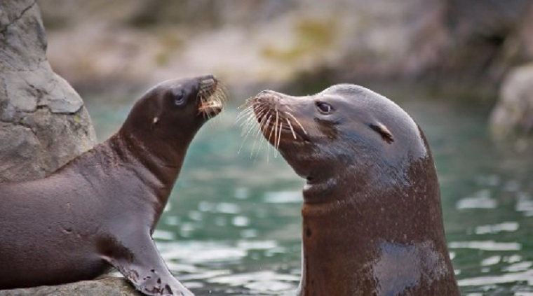 Singa-laut-berkembang-biak-dengan-cara