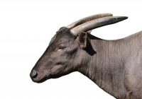 Anoa Berkembang Biak dengan Cara: Pekembangbiakan Alami dan Konservasi