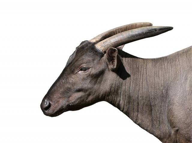 Anoa Berkembang Biak dengan Cara: Pekembangbiakan Alami dan Konservasi