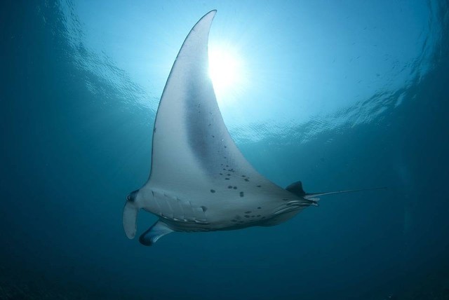 Ikan Pari Berkembang Biak dengan Cara yang Unik: Mengulas Proses Reproduksi Ikan Pari