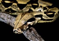 Ular Boa Berkembang Biak dengan Cara yang Unik