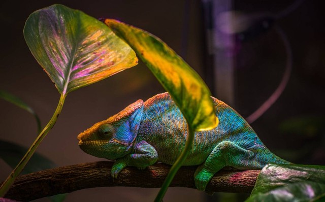 Bunglon Berkembang Biak dengan Cara: Mengenal Lebih Dekat Proses Reproduksi Bunglon