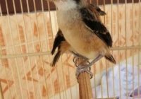 Cara Pengembunan Burung Cendet yang Efektif