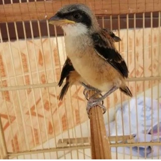 Cara Pengembunan Burung Cendet yang Efektif