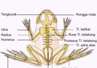 Apakah Katak Memiliki Sisik?