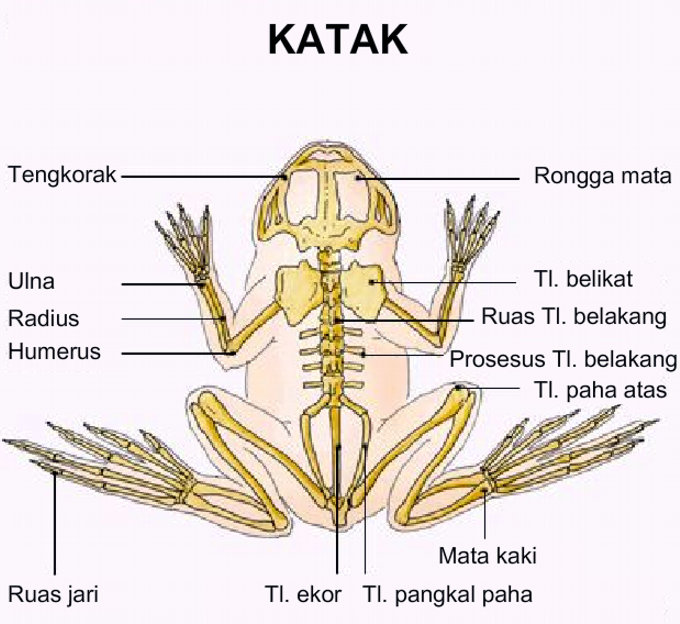 Apakah Katak Memiliki Sisik?