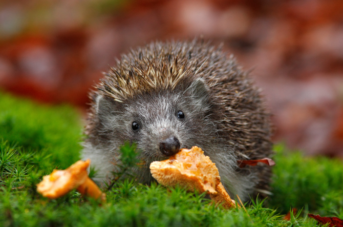 Makanan yang Sehat untuk Landak Mini: Buah-Buahan yang Tepat