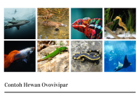 Hewan yang Berkembang Biak dengan Cara Bertelur Disebut: Ovovivipar, Ovipar, dan Apakah Perbedaan Mereka?