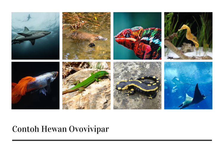 Hewan yang Berkembang Biak dengan Cara Bertelur Disebut: Ovovivipar, Ovipar, dan Apakah Perbedaan Mereka?