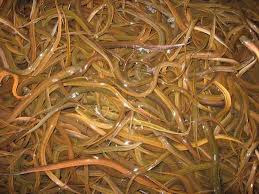 Berapa Kali Belut Bertelur: Informasi Lengkap tentang Reproduksi Belut