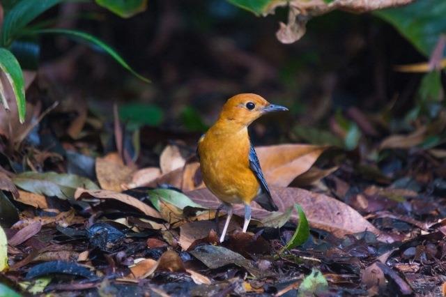Anis Merah Tipe Dingin: Karakteristik, Manfaat, dan Fakta Menarik