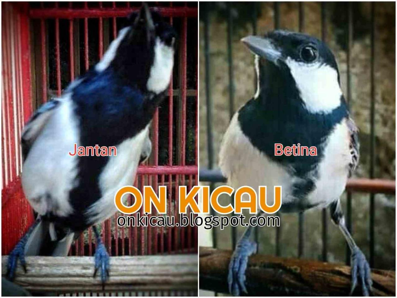 Burung Gelatik Batu Jantan dan Betina: Perbedaan dan Karakteristik