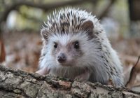 Manfaat Memelihara Landak Mini sebagai Hewan Peliharaan