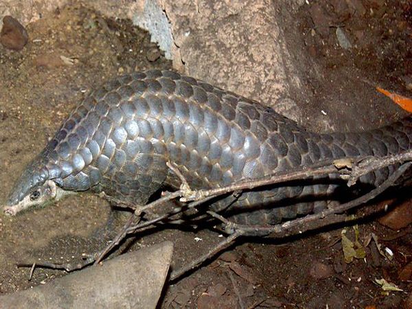 Trenggiling Berkembang Biak dengan Cara: Membongkar Rahasia Reproduksi Hewan Unik