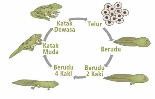 Katak Berkembang Biak dengan Cara: Proses Reproduksi yang Menarik
