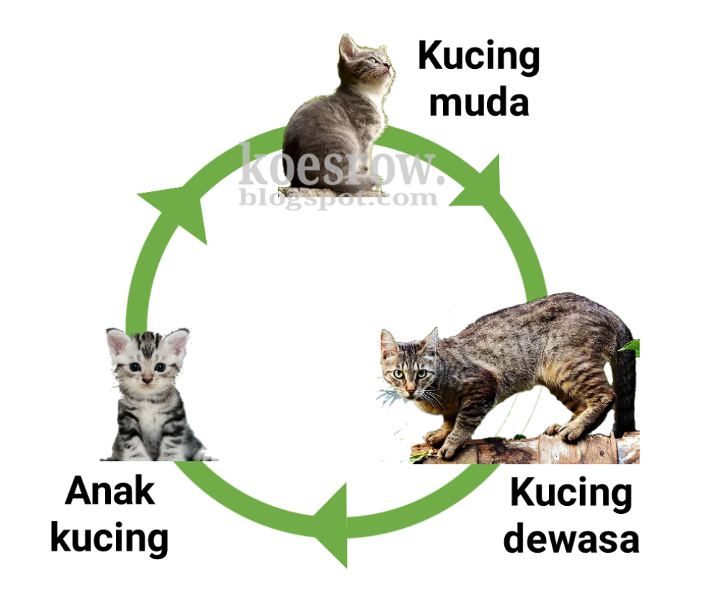 Kucing Berkembang Biak dengan Cara: Memahami Proses Reproduksi Kucing