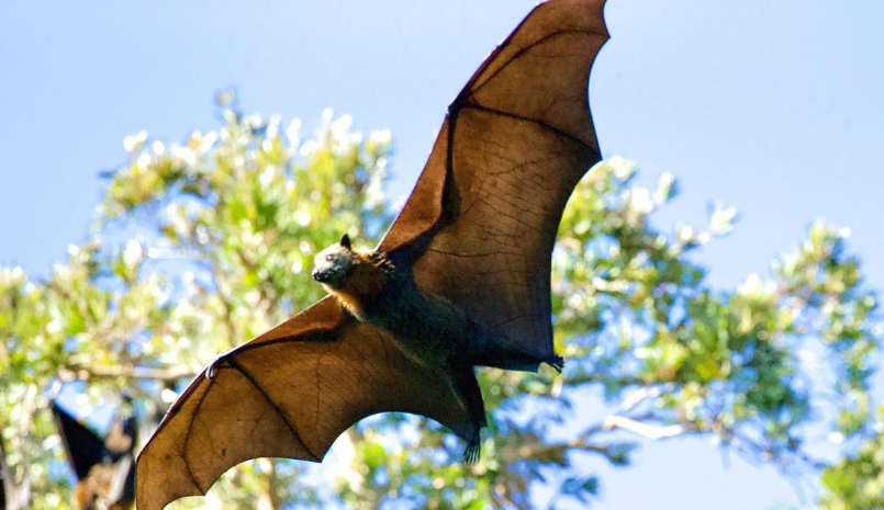 Mengenal Proses Kelelawar Berkembang Biak dengan Cara yang Unik