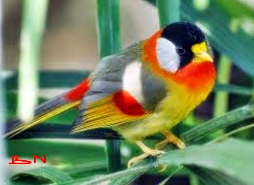 Burung Pancawarna Jantan dan Betina: Perbedaan dan Ciri-Ciri Unik