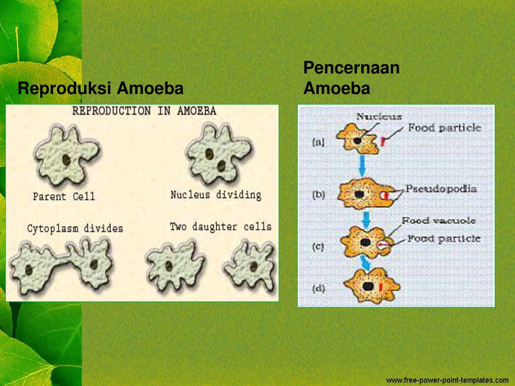 Amoeba Berkembang Biak dengan Cara: Mengenal Proses Reproduksi Amoeba