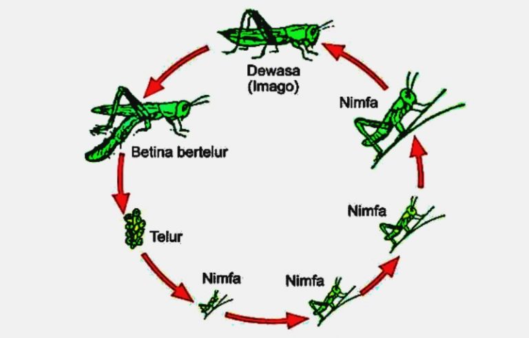 Belalang Berkembang Biak dengan Cara: Proses Reproduksi dan Kehidupan Belalang