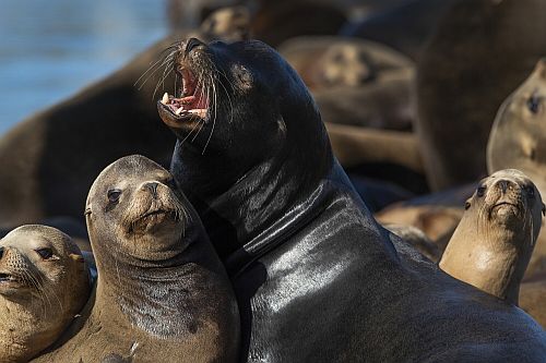Singa Laut Berkembang Biak dengan Cara yang Unik