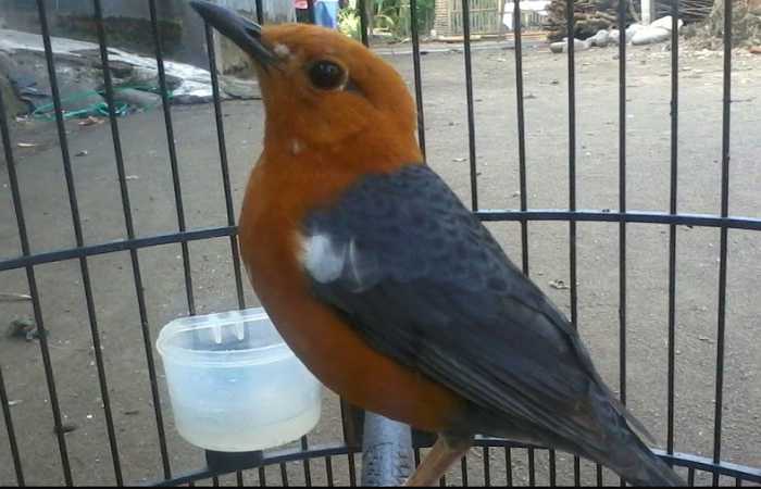 Anis Merah Ngecir Nratak: Fakta dan Manfaatnya