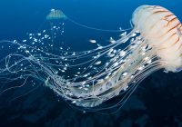 Ubur-Ubur Berkembang Biak dengan Cara: Proses Reproduksi yang Unik