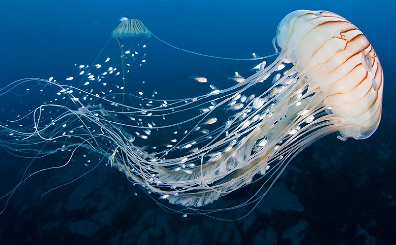 Ubur-Ubur Berkembang Biak dengan Cara: Proses Reproduksi yang Unik