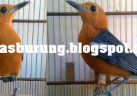 Makanan Burung Anis Merah: Panduan Lengkap untuk Merawat dan Meningkatkan Kesehatan Burung Kesayangan Anda