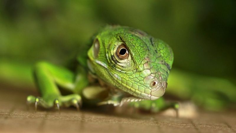 Iguana Berkembang Biak dengan Cara: Proses Reproduksi Iguana yang Menarik