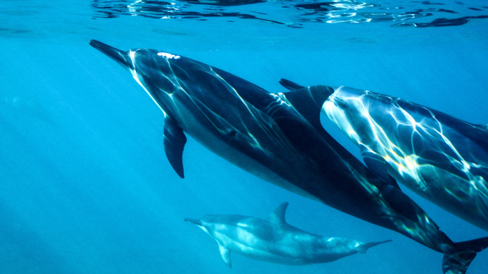 Lumba Lumba Berkembang Biak dengan Cara: Mengenal Proses Reproduksi yang Menarik