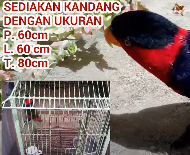 Cara Mengatasi Burung Nuri Tidak Mau Makan