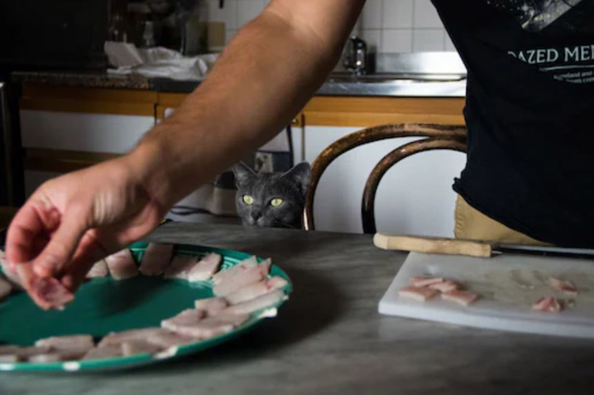 Cara Membuat Makanan Kucing Kering Sendiri: Panduan Lengkap dan Sehat