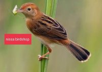 Harga Burung Cici Padi: Informasi Lengkap dan Terupdate