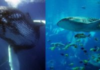 Ikan Paus Berkembang Biak dengan Cara: Mengungkapkan Rahasia Reproduksi Mammalia Laut Terbesar di Dunia