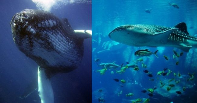 Ikan Paus Berkembang Biak dengan Cara: Mengungkapkan Rahasia Reproduksi Mammalia Laut Terbesar di Dunia