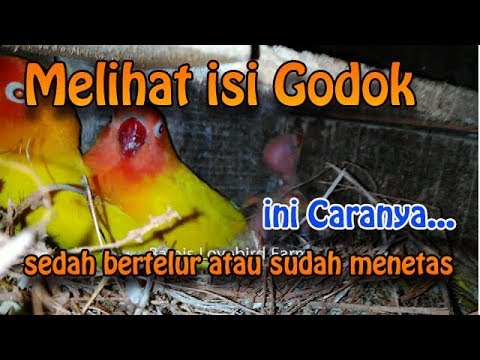 Cara Melihat Telur Lovebird di Glodok: Tips dan Informasi Penting
