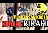 Ciri-Ciri Kacer Kurang Birahi: Membedah Fakta dan Solusi