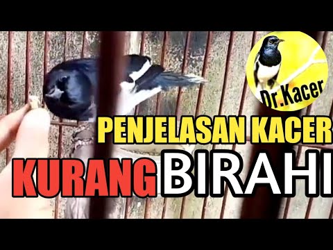 Ciri-Ciri Kacer Kurang Birahi: Membedah Fakta dan Solusi