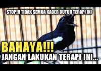 Manfaat Embun Malam untuk Kacer: Meningkatkan Kesehatan dan Kualitas Suara