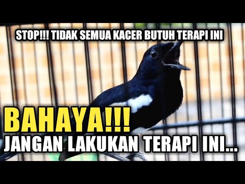 Manfaat Embun Malam untuk Kacer: Meningkatkan Kesehatan dan Kualitas Suara