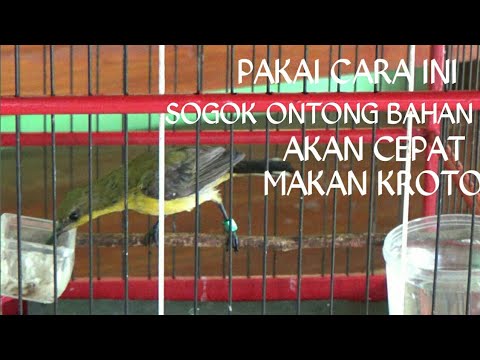 Cara Pemberian Kroto pada Sogok Ontong yang Efektif