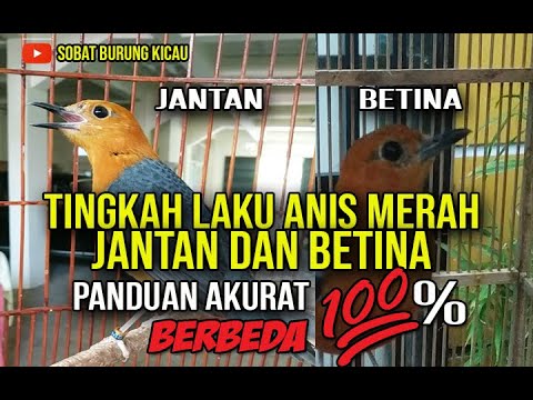 Tingkah Laku Anis Merah Jantan: Pengamatan dan Fakta